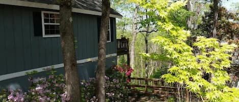 Azalea Season on the mountain