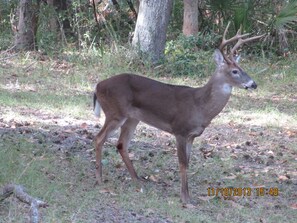 Lots of flora and fauna on Kiawah~