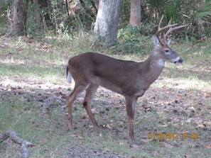 Lots of flora and fauna on Kiawah~