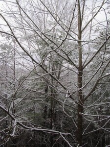 The Smoky Mountains are OPEN FOR BUSINESS 