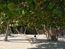 Shaded hammock under the sea grape trees.  Heaven on earth. 