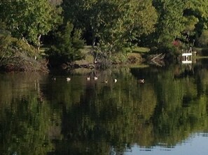 Lake from back yard