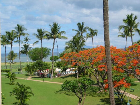 View from lanai

