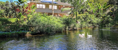 The vibe is awesome. Relax and rejuvenate your soul. Yes the swans are real...
