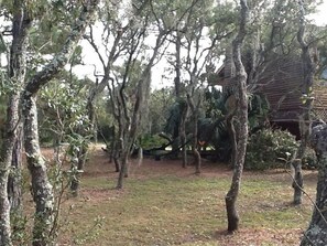 Tree grove on side of house