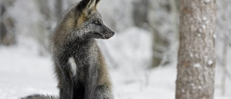 Silver fox, photo taken at the condo