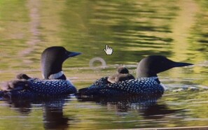Nesting loons on Lake Shishebogama