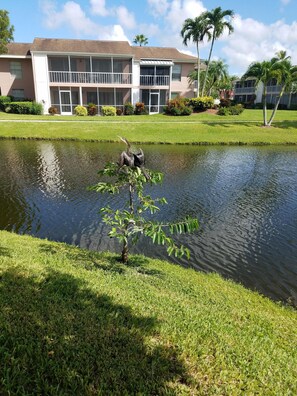 Neighborhood Wildlife