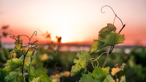 Vineyards surrounding the property make for romantic and reflective strolls.