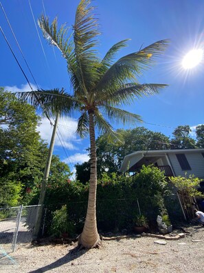 Front Yard Palm Tree