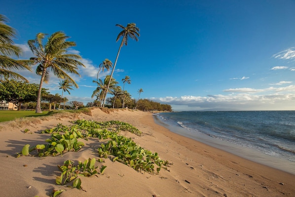 Maui Sunset A301 
2 bdrm/2 bath condo Sleeps up to 6. Kihei beachfront property.