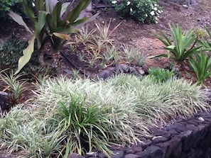 The pineapple patch.....