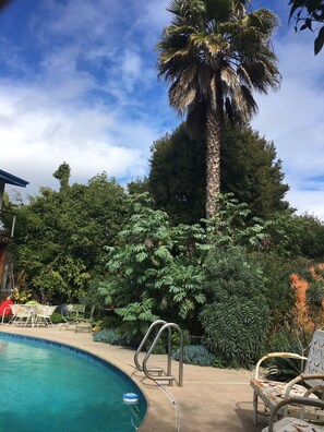 Pool with tall palm