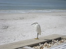 Egrets are common visitors
