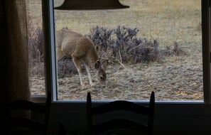 Deer out the dining room window