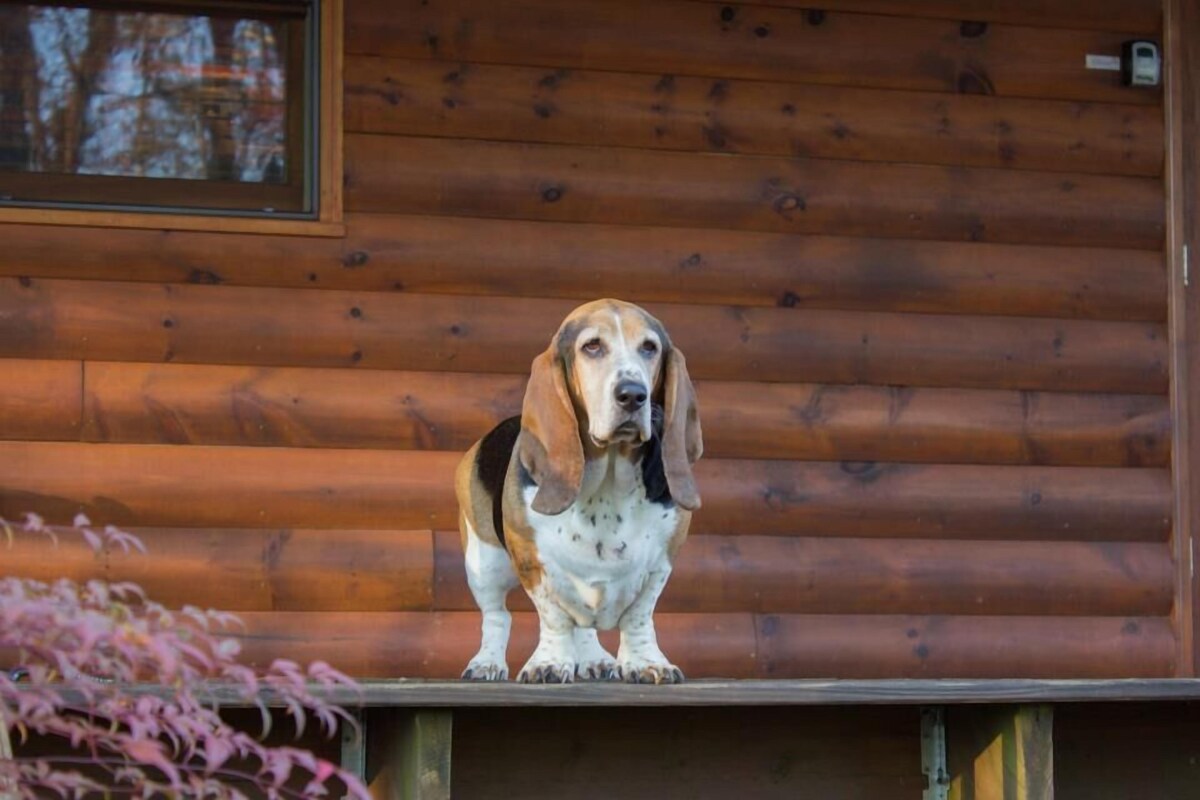 Fabulous Custom Cabin with Great Mountain Views in Ellijay with WiFi