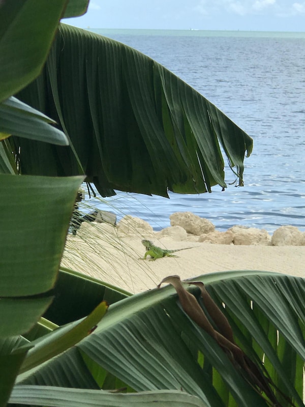 Sand beach has steps down into the water.