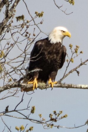 Photo was taken by one of our guest on April 6, 2021. Eagle looking for dinner