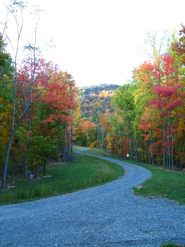 Fall colors on driveway
