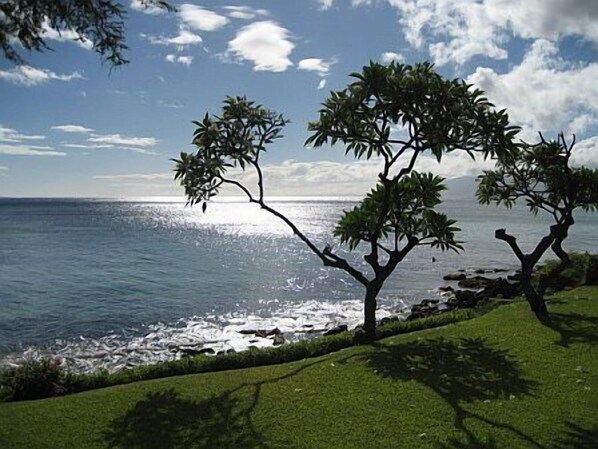 Plumeria trees are located all around the complex