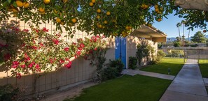 Orange tree at our entrance
