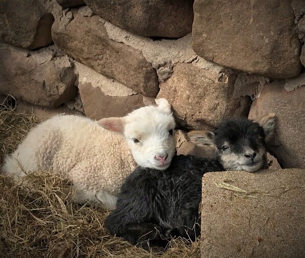 Lambs in the spring...