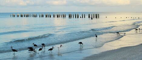 7am   4 blocks to beach, 99 steps to famed 5th Ave remaining photos a short walk 