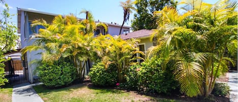 Two bedroom cottage on quiet street - beautiful palms and citrus plants.