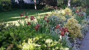 Garden - late spring bronze iris.