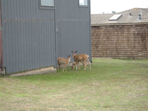 Wild life outside your door