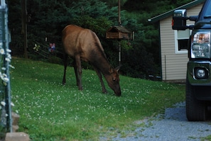 Elk are regularly found in front of the house grazing or looking for apples
