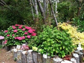 Hydrangea garden