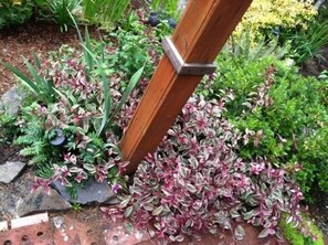 West side garden fuschias in September