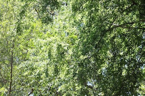 view of the tree canopy over the backyard