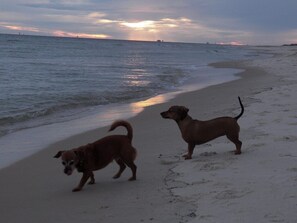 Bring those furbabies to enjoy some beach time too