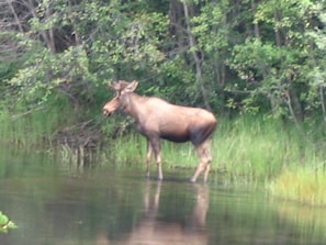 Young Bull Moose in water outside our North Pole Cabin.Many ducks nest here also