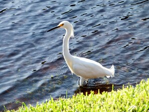 There is always interesting wildlife to watch outside the windows!