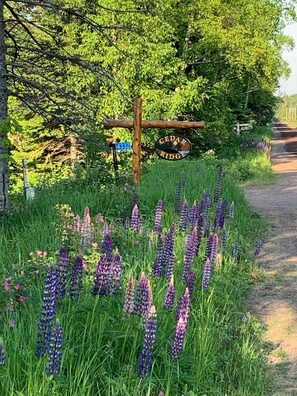During much of the summer, the Lupines will welcome you to Cedar Ridge.