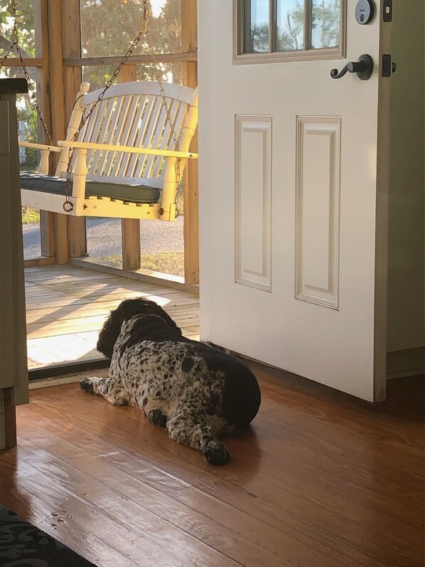Pet Friendly vacation beach rental Banana Cabana