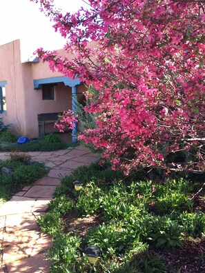 Beautiful Crabapple tree in bloom in early spring.