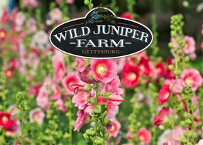 We're Wild Juniper Farm in Historic Gettysburg, PA 