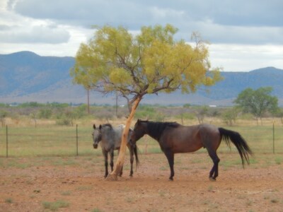 Rustic Western Experience With Hot Tub For Stargazing - No Extra Fees