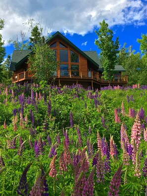 Lupines in full glory, late June to early July