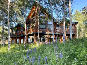 Aspen Grove in the spring.