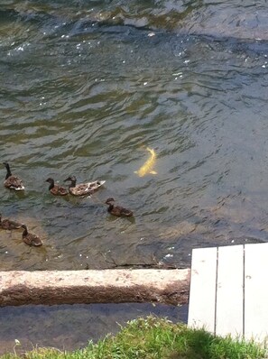 Ducks and fish in river