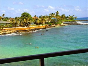 From our lanai, we can watch turtles feed and see whales in winter. 