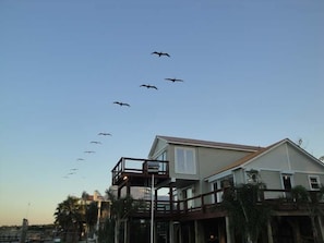 Pelicans flying over