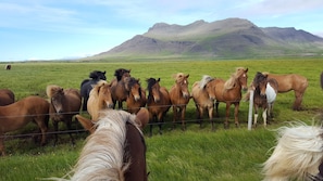 Some of our horses on our land