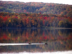 Morning loons on Pickerel Lake