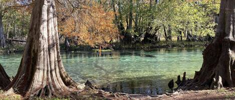 Direct easy Itcnetucknee river access for launching tubes, kayaks and swimming.